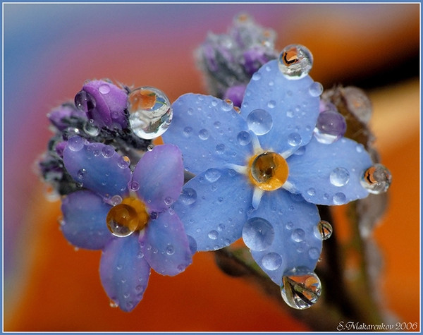 Фотографія WAU / David / photographers.ua