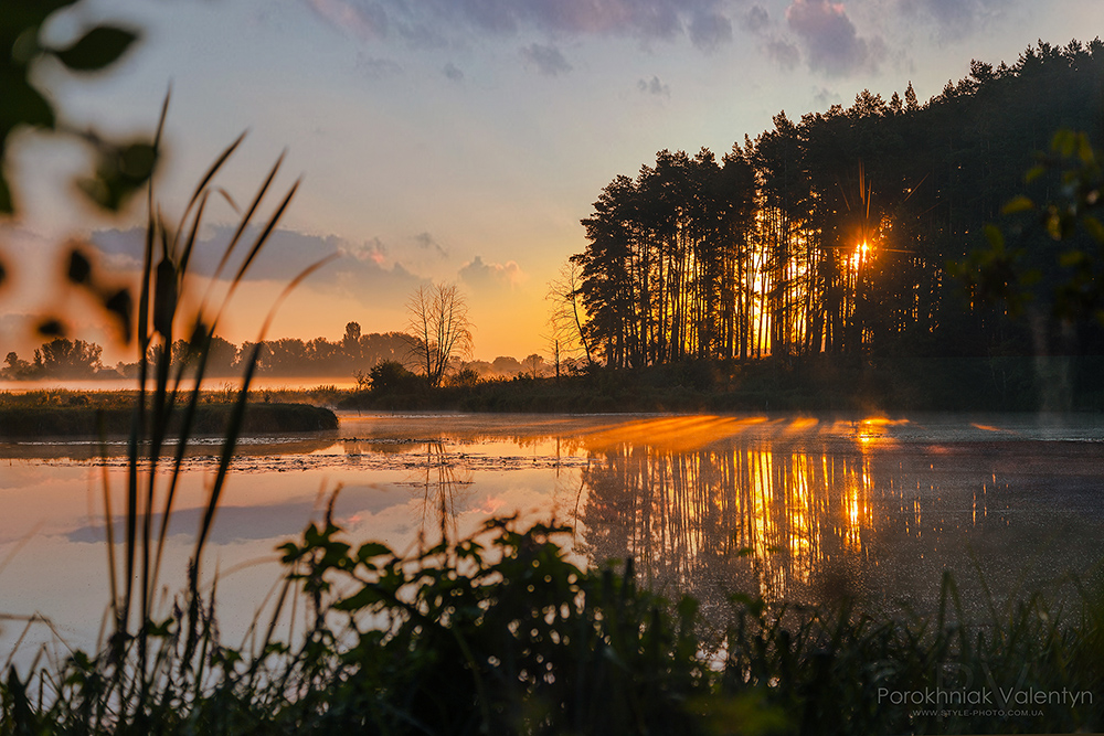 Фотографія Скрізь сосни / Валентин Порохняк / photographers.ua