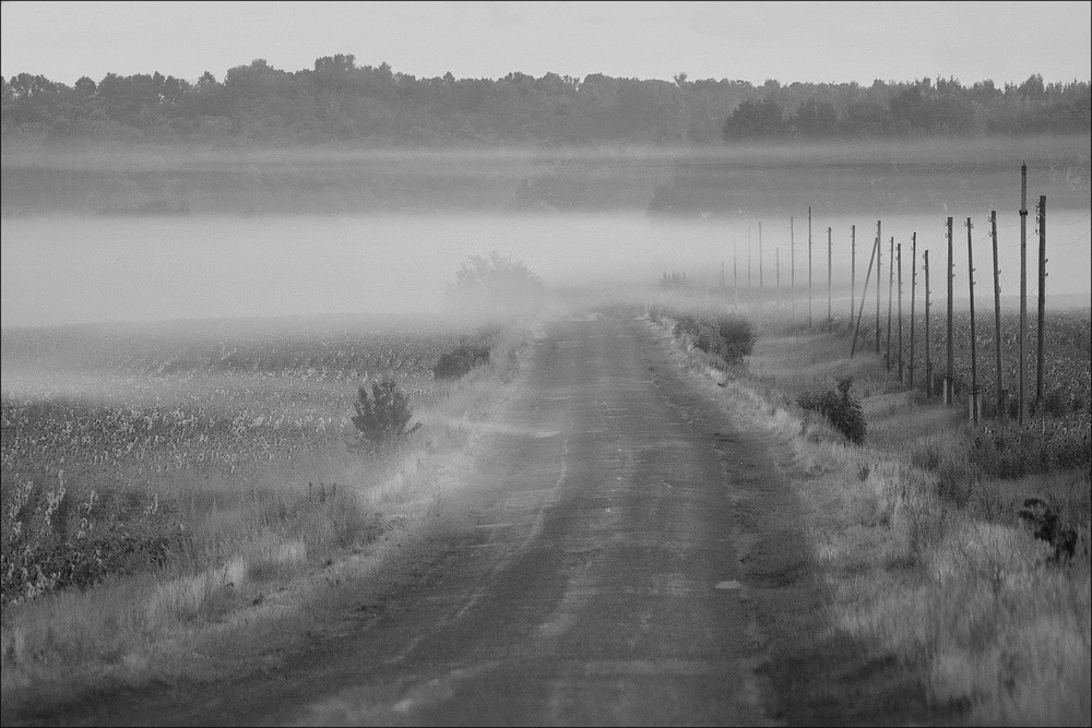 Фотографія Туманним літнім ранком 2.... / Вл-р Гармаш (Mordatiy_1) / photographers.ua