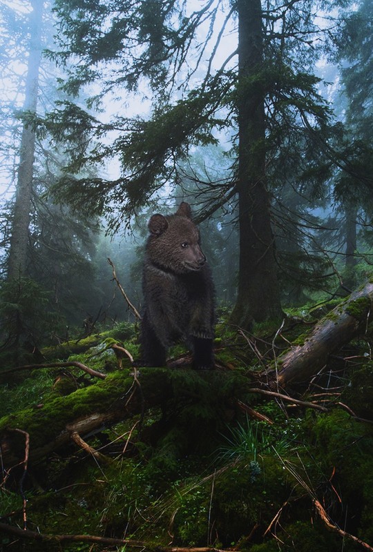 Фотографія В лесу / Sergii Vidov / photographers.ua