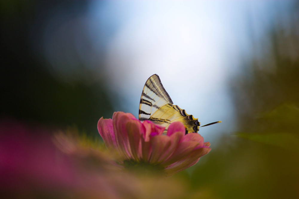 Фотографія butterfly / Kostya / photographers.ua