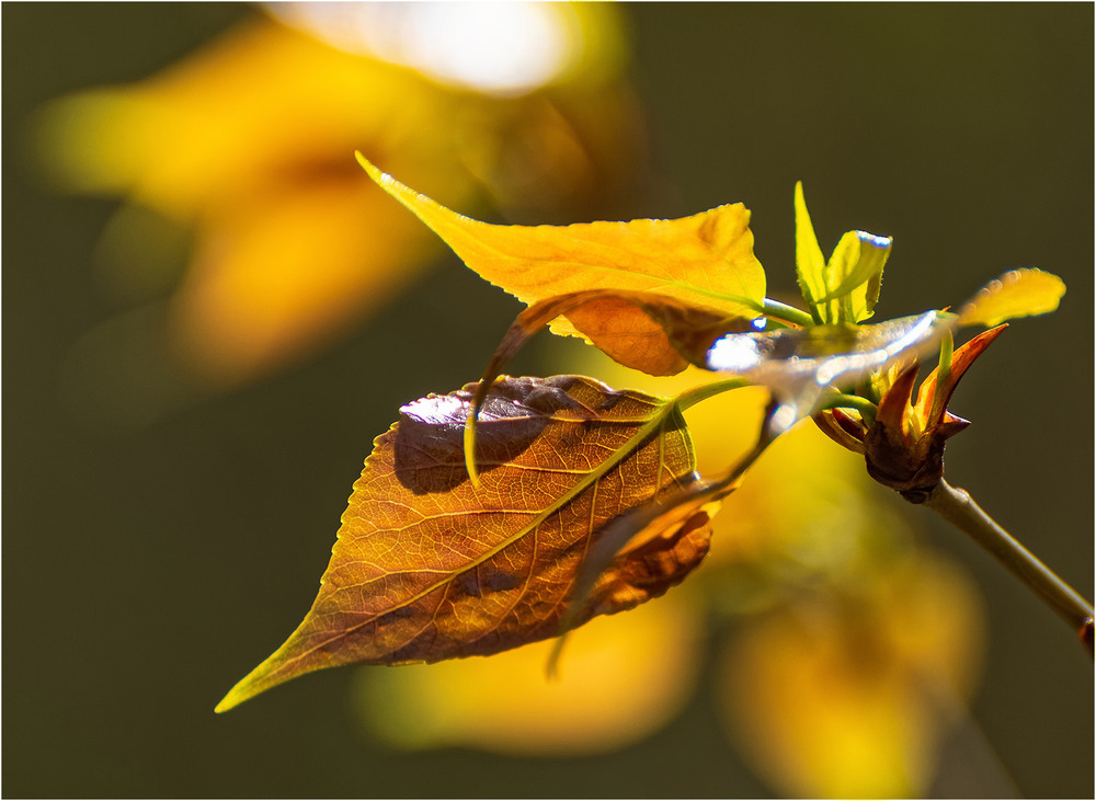 Фотографія Весенние листья... / Юрий Муханов / photographers.ua