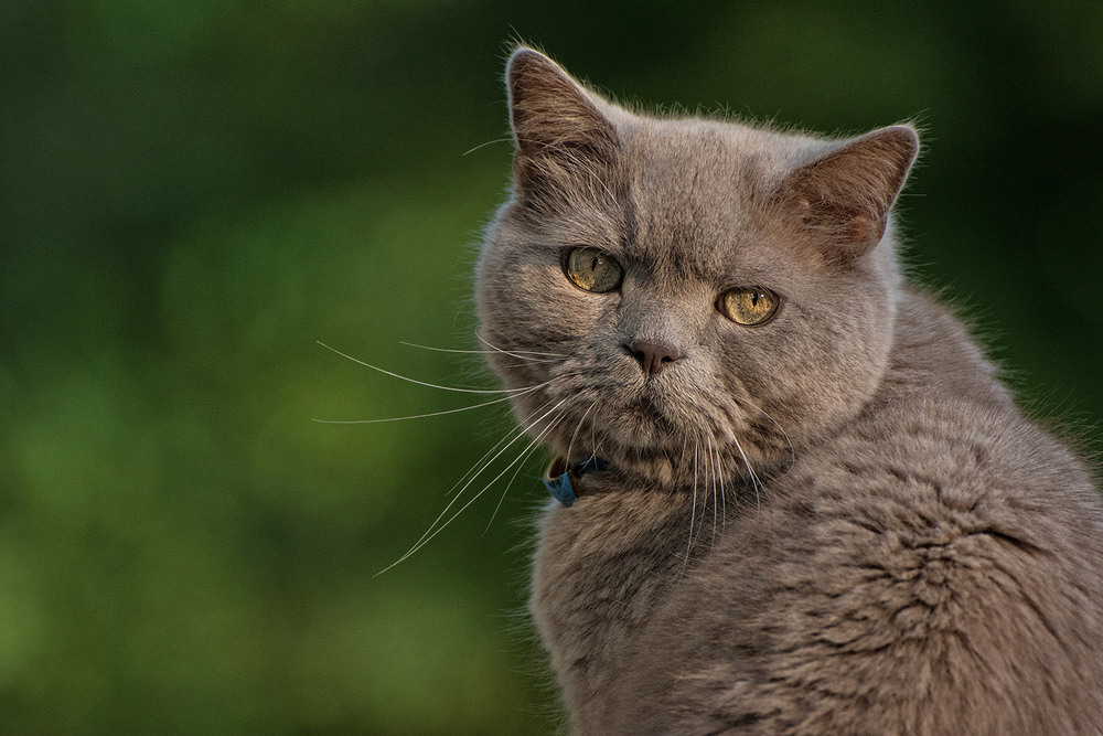 Фотографія Не надо меня фотографировать / Юрий Муханов / photographers.ua