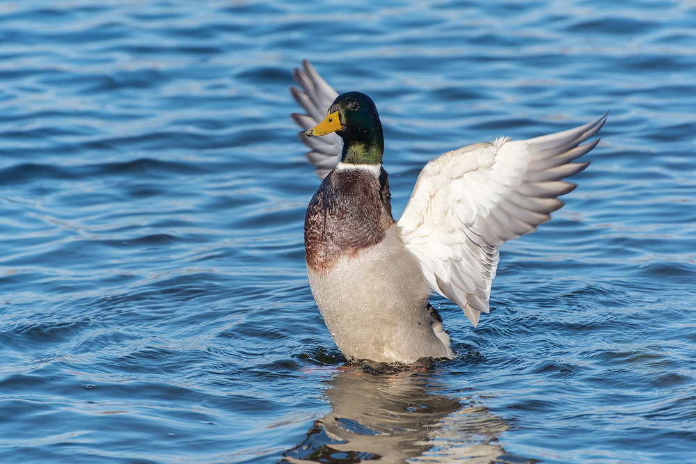 Фотографія - Сколько лет, сколько зим! / Юрий Муханов / photographers.ua