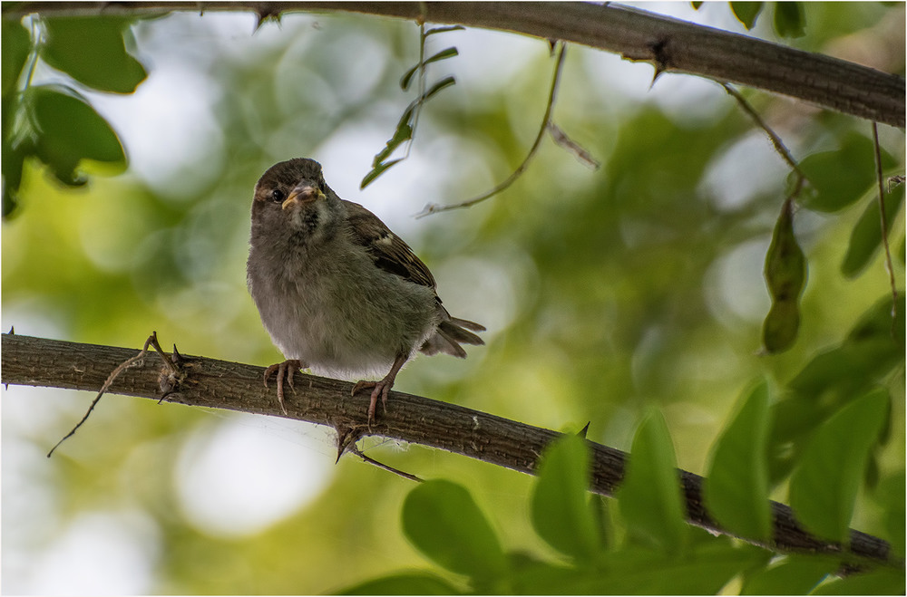 Фотографія - Подглядывать нехорошо! / Юрий Муханов / photographers.ua