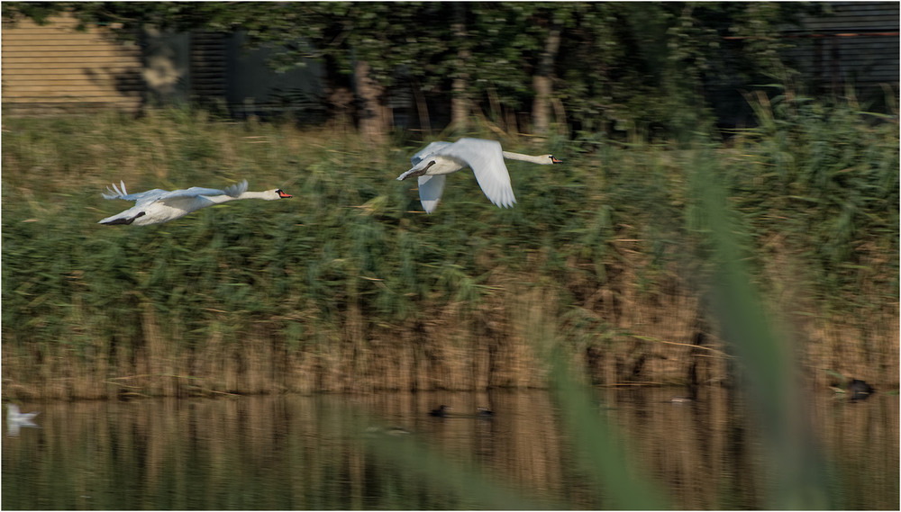 Фотографія Летите, лебеди, летите... / Юрий Муханов / photographers.ua