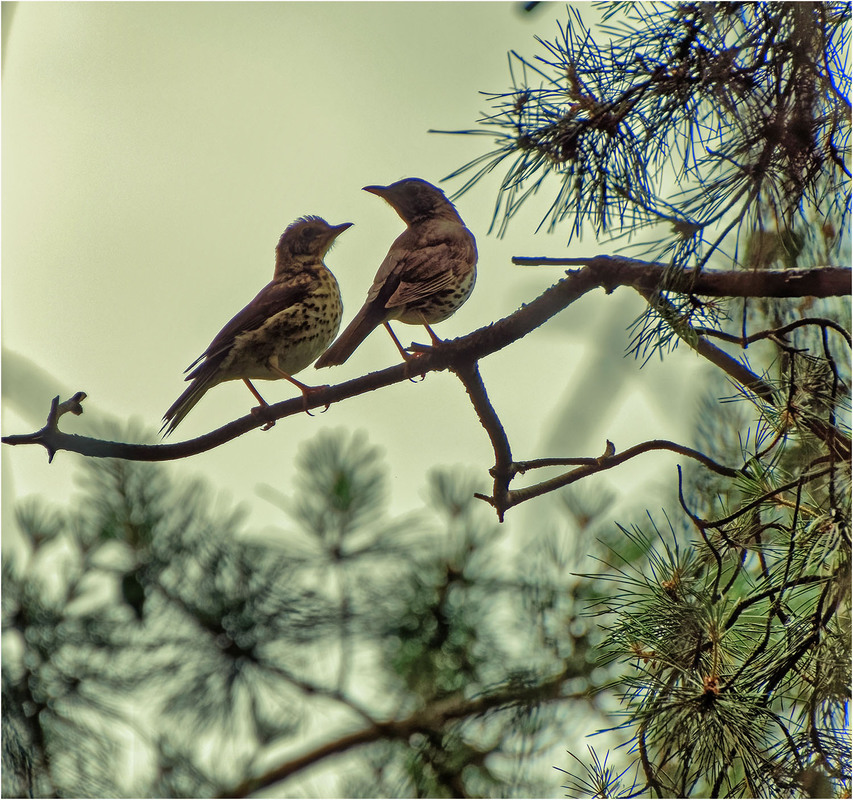 Фотографія Вы слыхали, как поют дрозды? / Юрий Муханов / photographers.ua