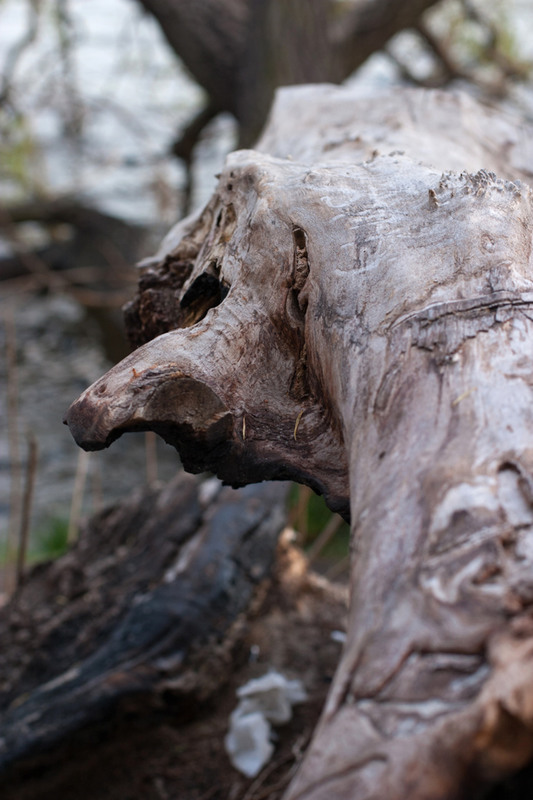 Фотографія Коряга с лицом / Alexander Butenco / photographers.ua