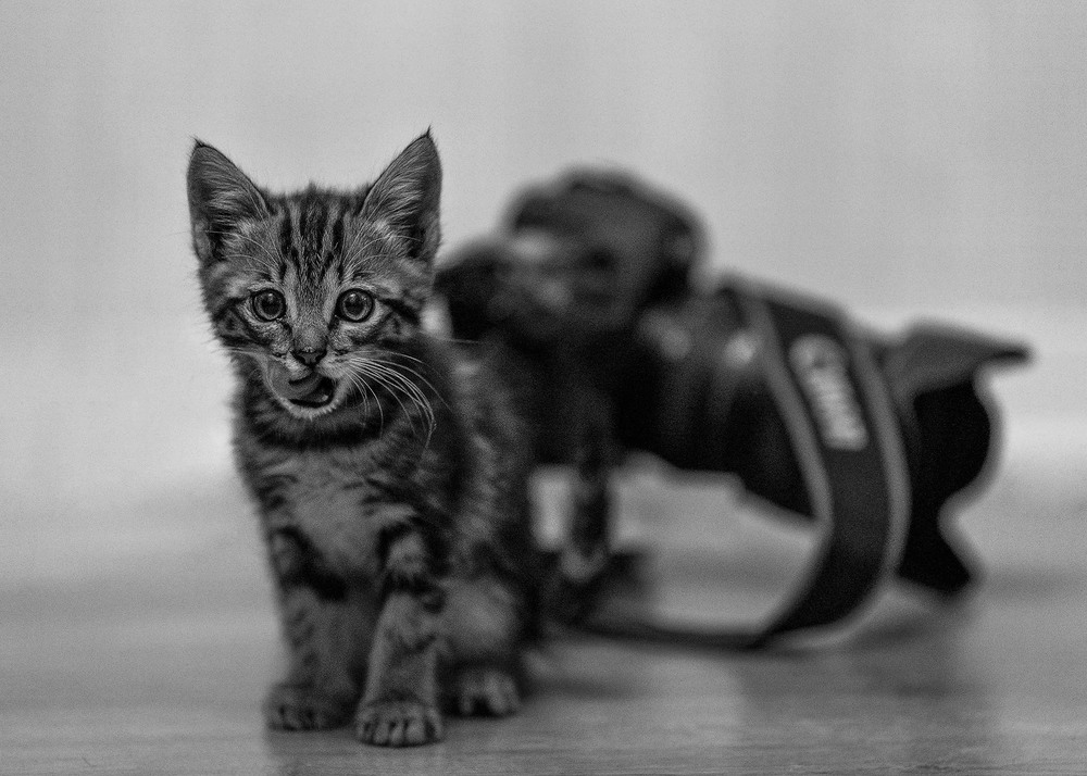 Фотографія canon and cat / Виноградов Игорь / photographers.ua