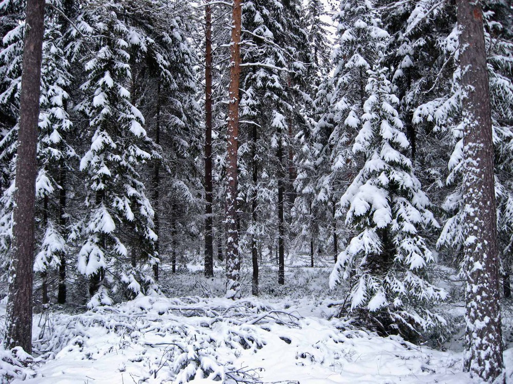 Фотографія Зимний лес / Oleksandr PRock / photographers.ua