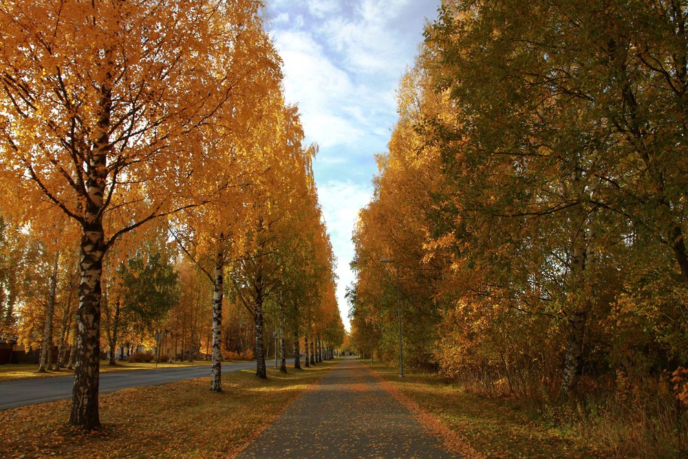Фотографія Colors of autumn 2 / Oleksandr PRock / photographers.ua
