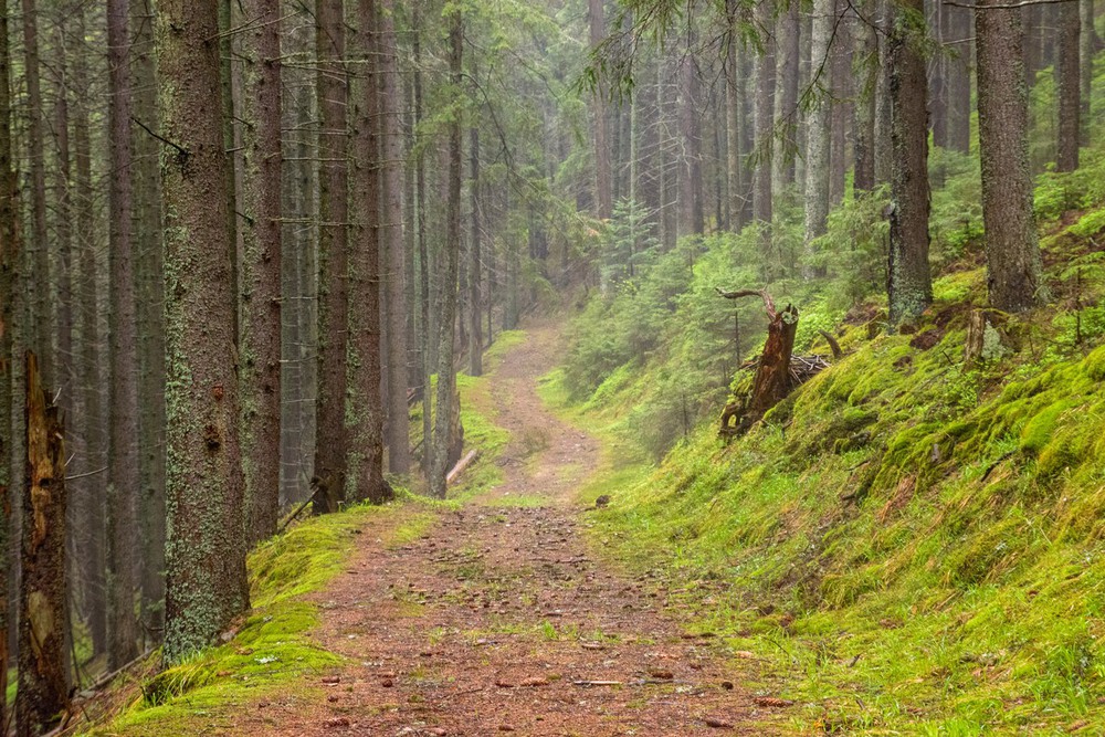Фотографія Лісова пісня карпатського лісу / Вася Дячук / photographers.ua