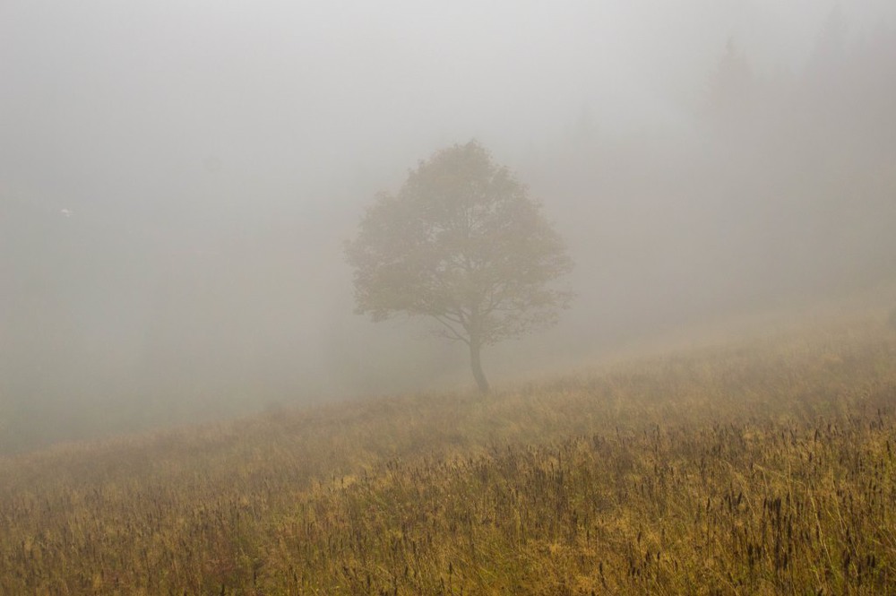 Фотографія осінній туман / Вася Дячук / photographers.ua