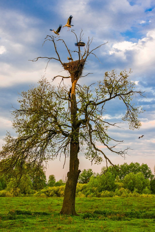 Фотографія На утреннюю охоту / Grigoriy23 / photographers.ua