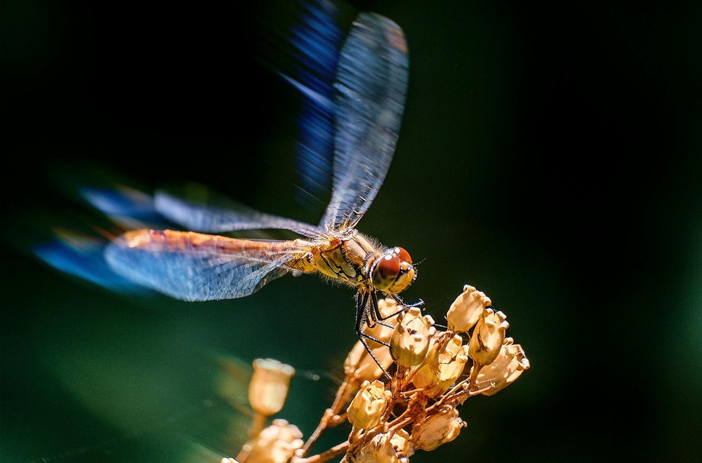 Фотографія Макро / Grigoriy23 / photographers.ua