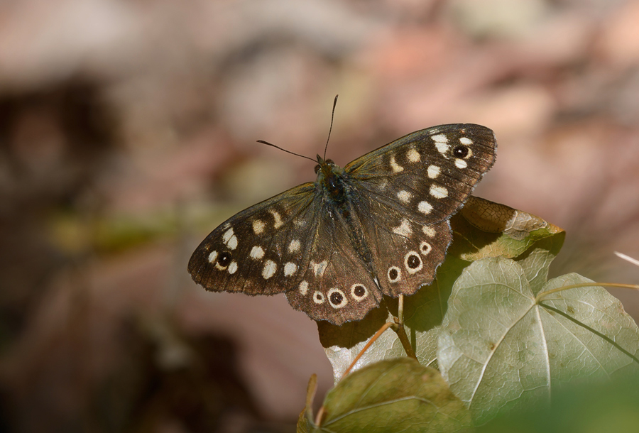 Фотографія Туземка с острова / Yurii Zushchyk / photographers.ua