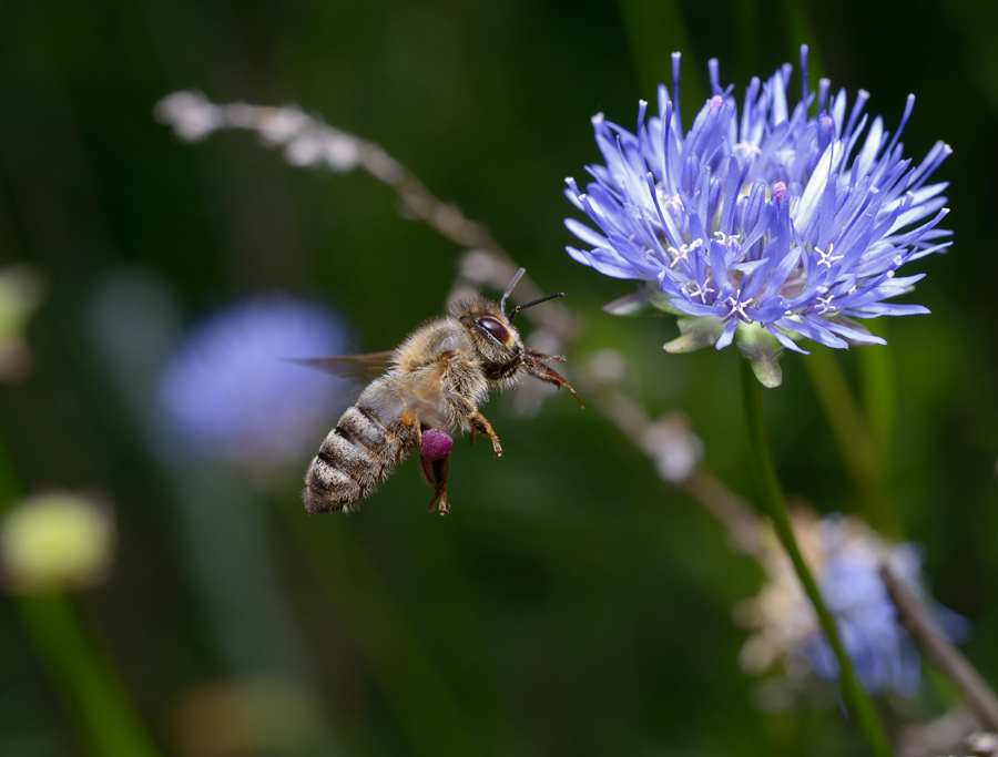 Фотографія На запах нектара / Yurii Zushchyk / photographers.ua