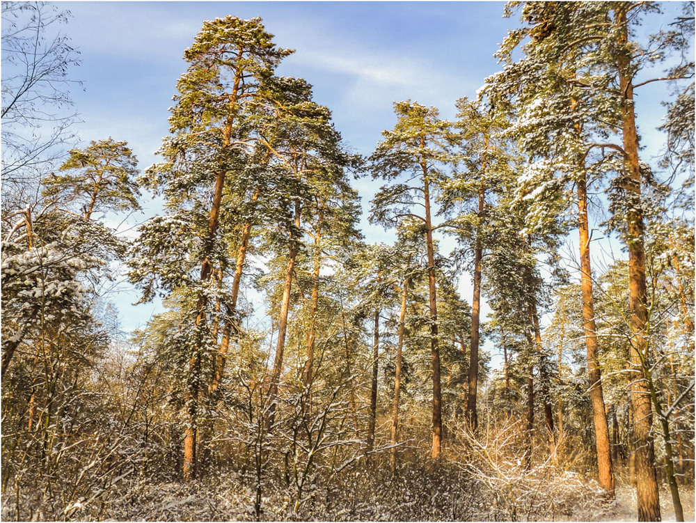 Фотографія Фрагмент солнечного леса. / Сергей Ситников / photographers.ua