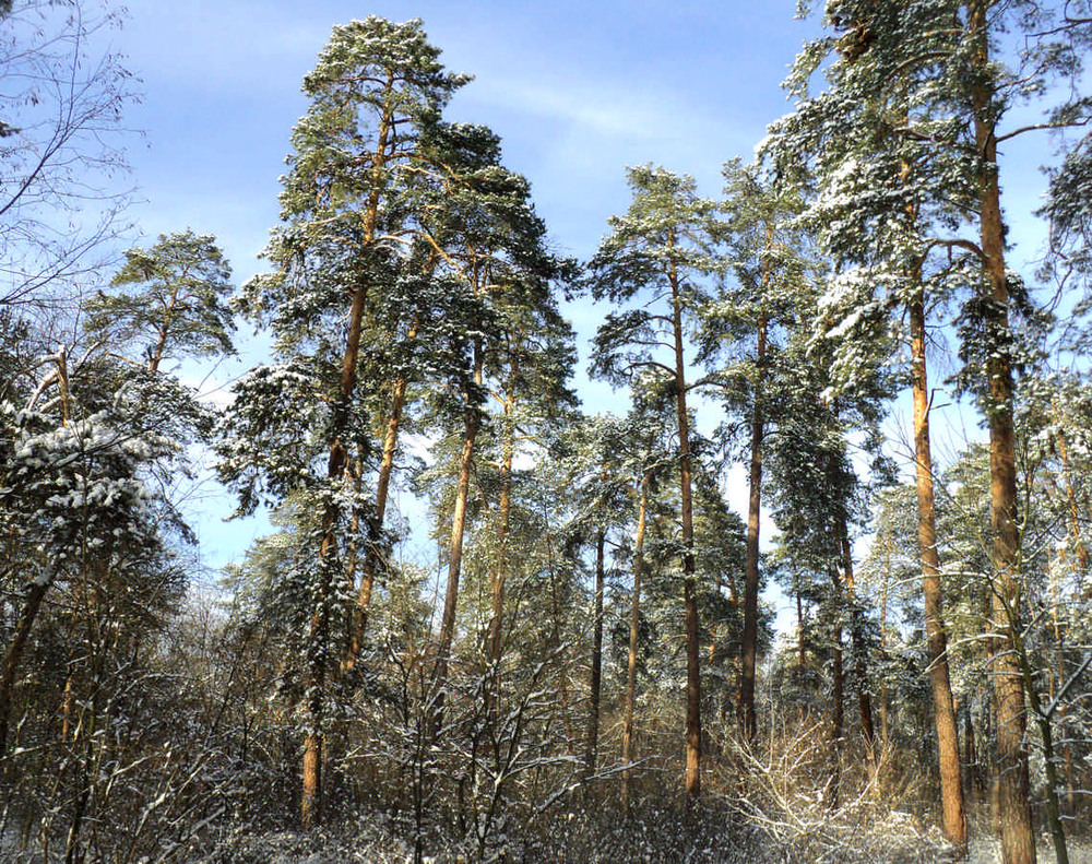 Фотографія Светлый зимний лес... / Сергей Ситников / photographers.ua