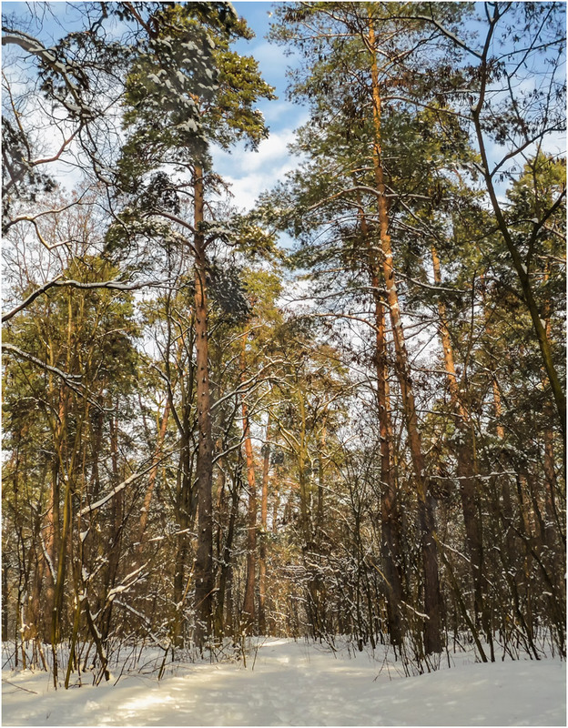 Фотографія Теплый зимний фрагмент... / Сергей Ситников / photographers.ua