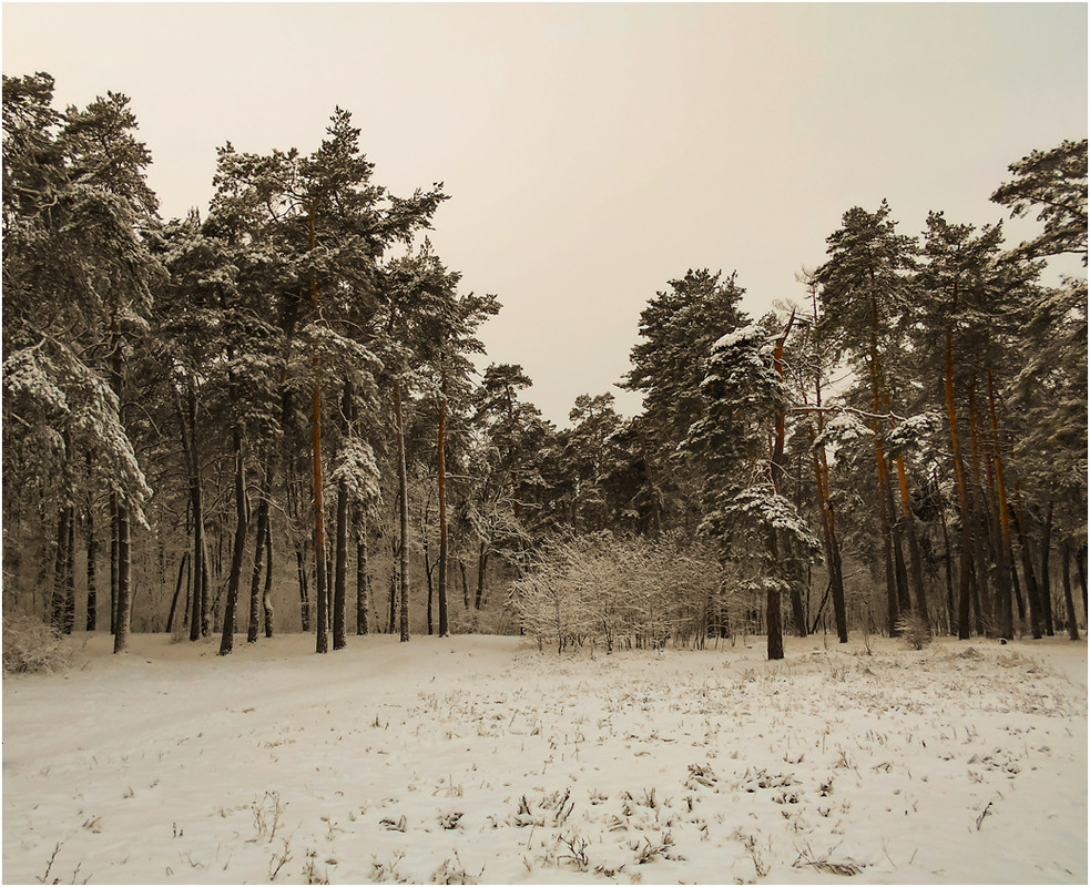 Фотографія Строгий зимний вид... / Сергей Ситников / photographers.ua