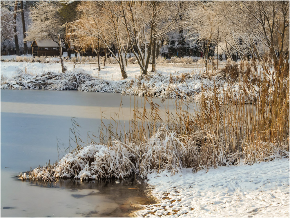 Фотографія Зима с позолотой... / Сергей Ситников / photographers.ua