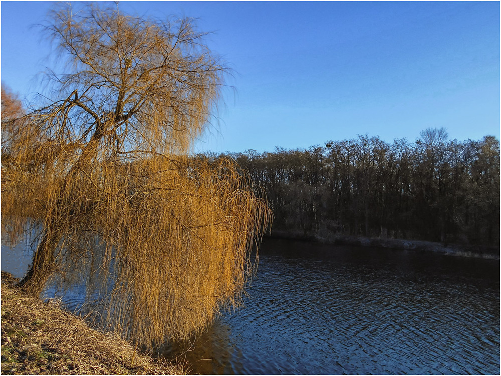 Фотографія Окунувши ветви в реку... / Сергей Ситников / photographers.ua