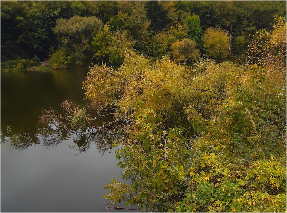 Фотографія Рухнувшее дерево в спокойную реку... / Сергей Ситников / photographers.ua