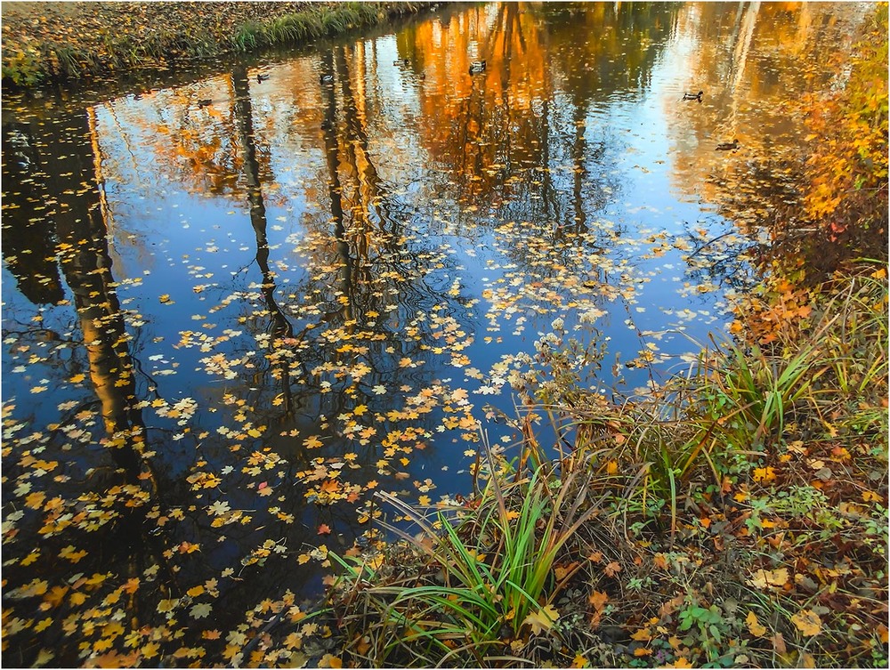 Фотографія Набросала осень золотых листочков... / Сергей Ситников / photographers.ua