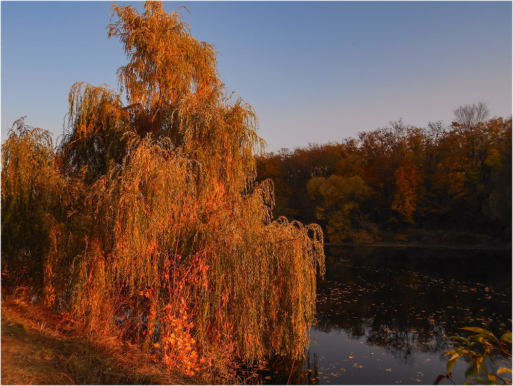 Фотографія Позолоченная осень...) / Сергей Ситников / photographers.ua