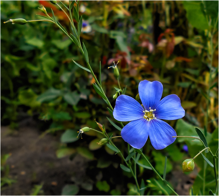 Фотографія Леночек - синенький цветочек! / Сергей Ситников / photographers.ua