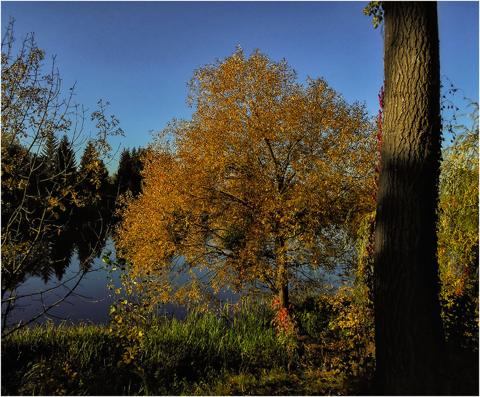 Фотографія Осень с подсветкой...) / Сергей Ситников / photographers.ua