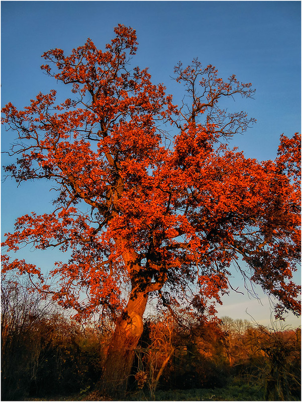 Фотографія Отблески осеннего заката... / Сергей Ситников / photographers.ua