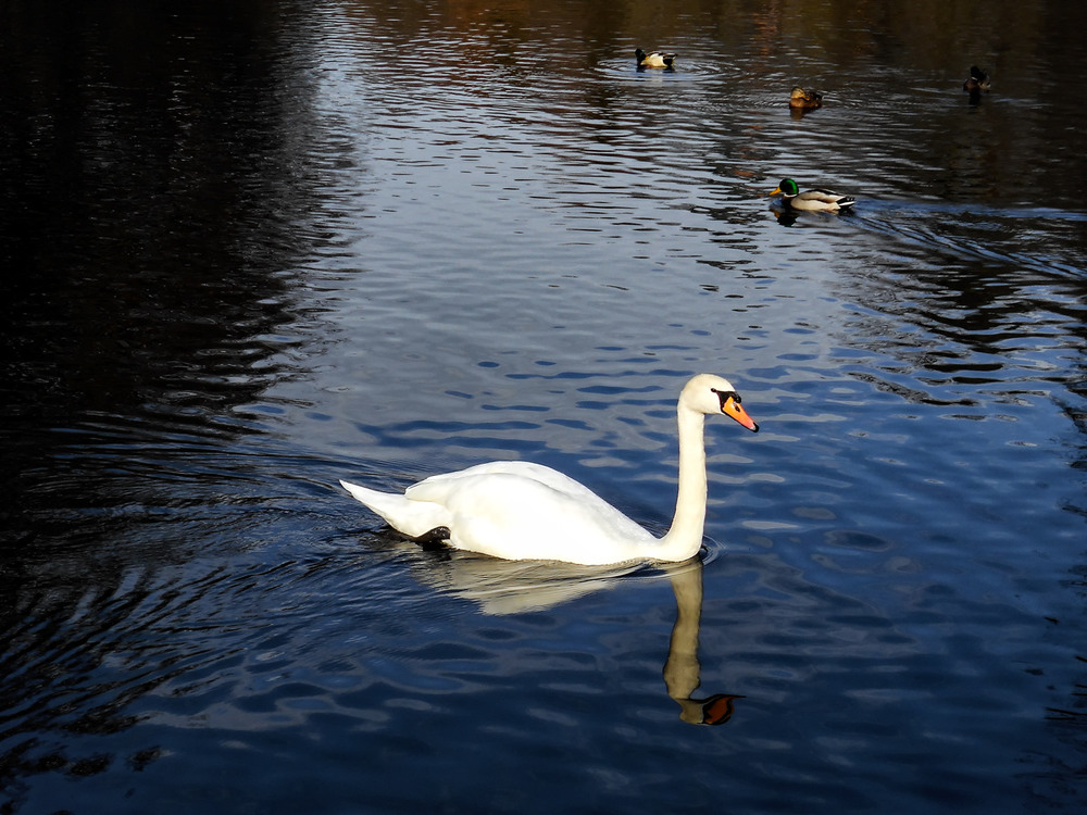 Фотографія Одинокий... / Сергей Ситников / photographers.ua