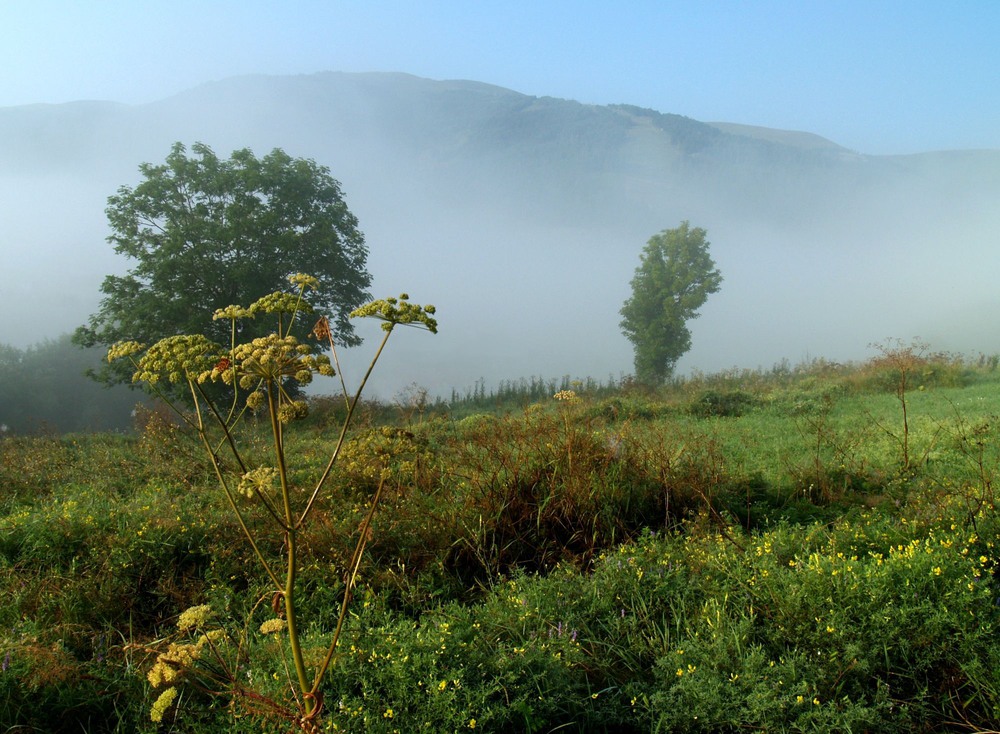 Фотографія В уходящих объятиях тумана / Вячеслав Ягодзинский / photographers.ua