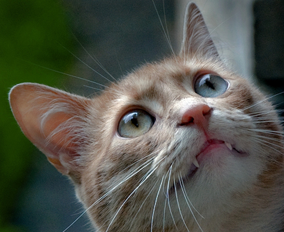 Фотографія Саблезубый кот.. / Grevit / photographers.ua