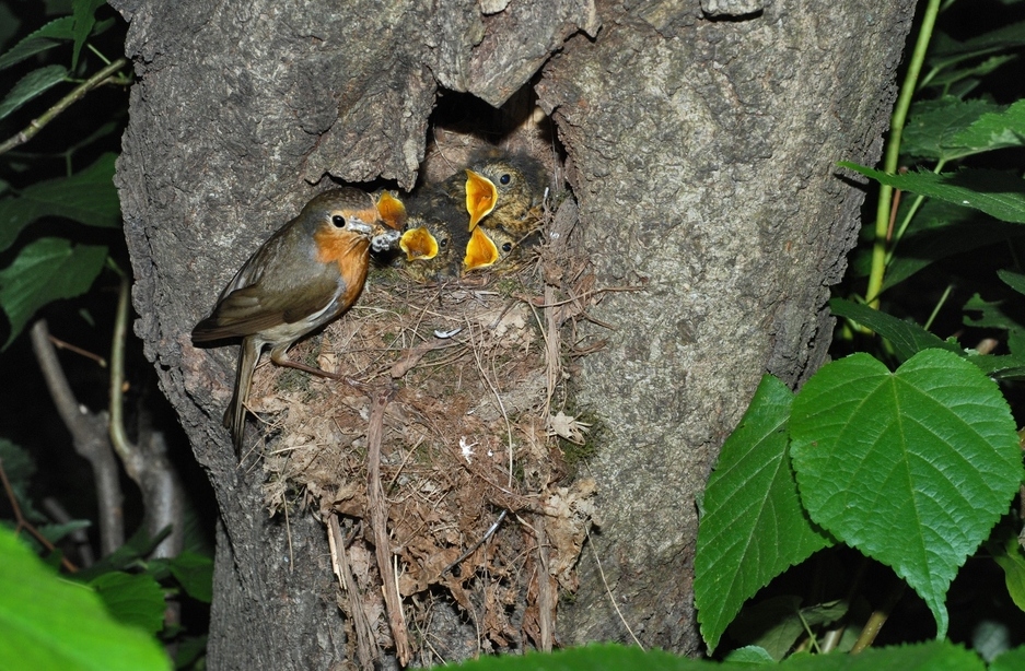 Фотографія Гнездо малиновки. / Grevit / photographers.ua
