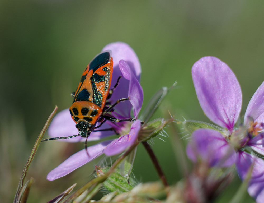 Фотографія Разное / Ant Martsen / photographers.ua