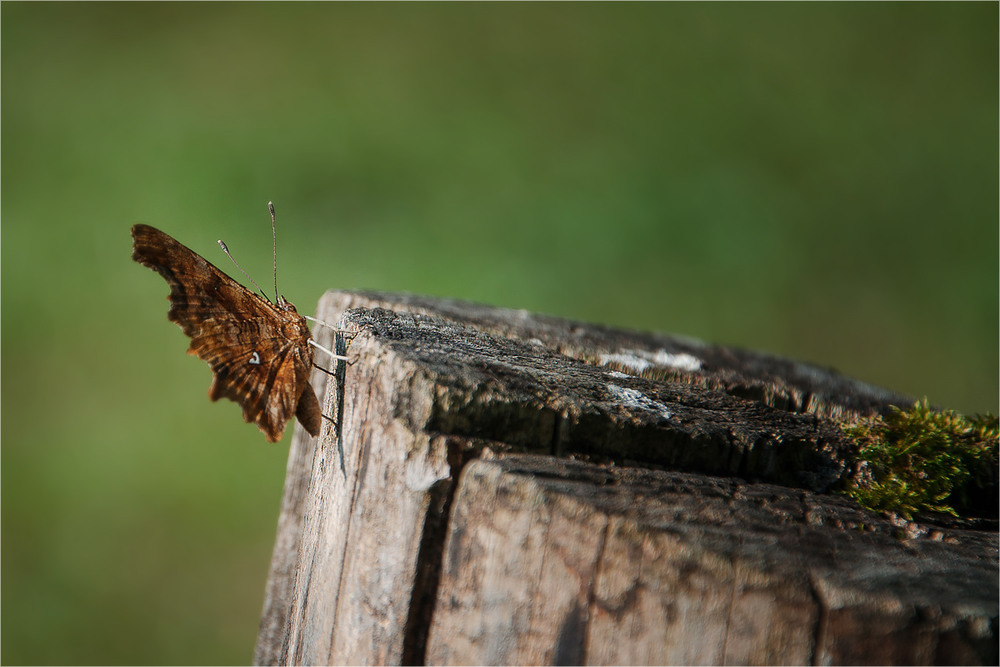 Фотографія Макро / Ant Martsen / photographers.ua