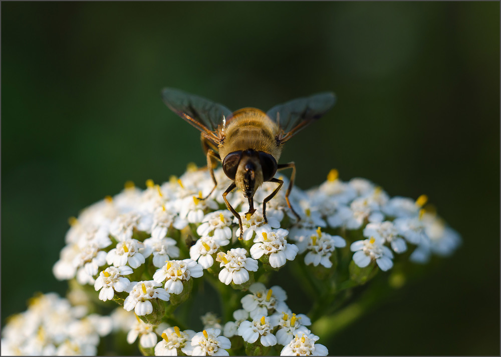 Фотографія Макро / Ant Martsen / photographers.ua