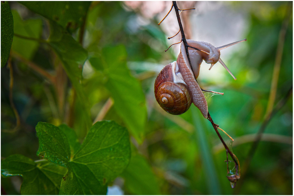 Фотографія Макро / Олександр Білоцерківський / photographers.ua