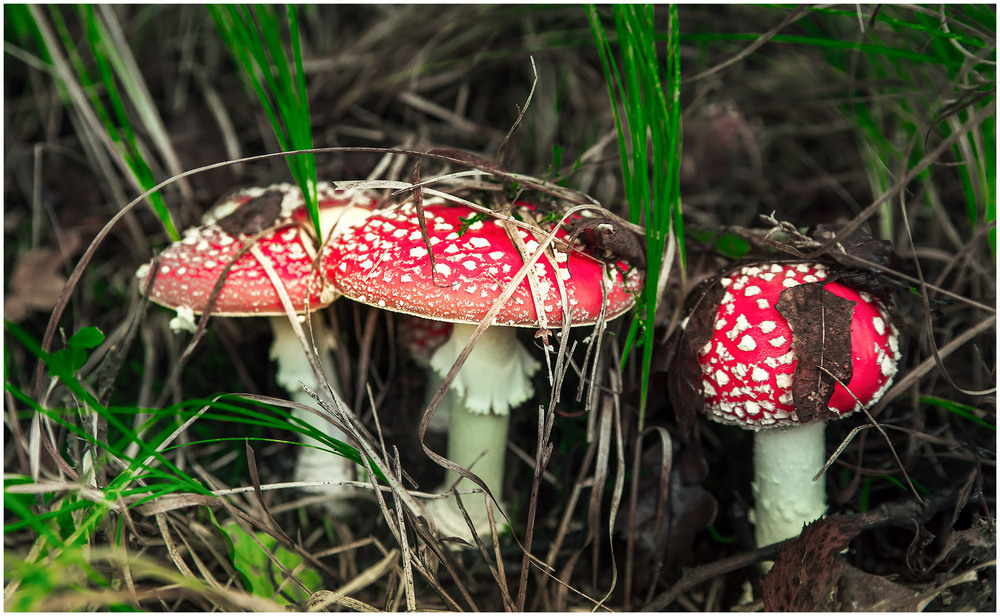 Фотографія Сім'я / Олександр Білоцерківський / photographers.ua