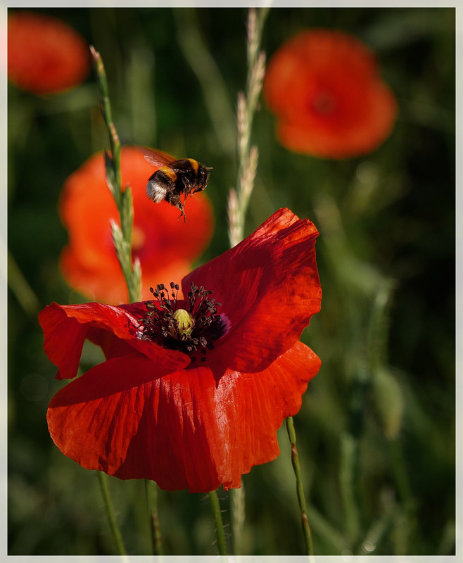 Фотографія Пейзаж / Олександр Білоцерківський / photographers.ua