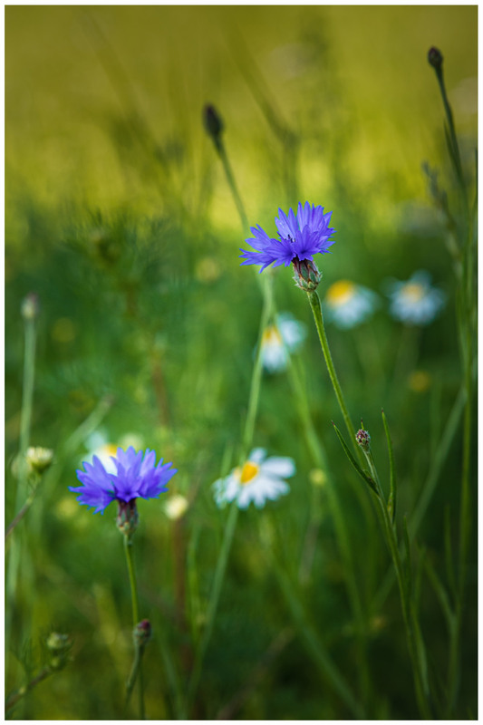 Фотографія Пейзаж / Олександр Білоцерківський / photographers.ua