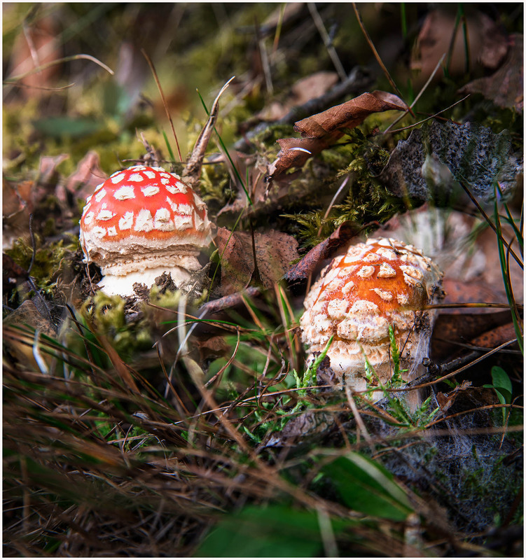 Фотографія Ми різні / Олександр Білоцерківський / photographers.ua