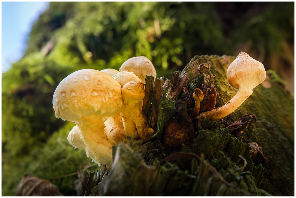Фотографія Пейзаж / Олександр Білоцерківський / photographers.ua