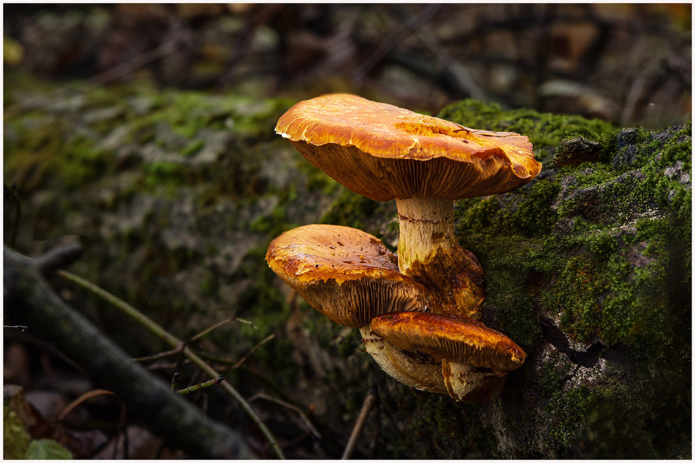 Фотографія Пейзаж / Олександр Білоцерківський / photographers.ua