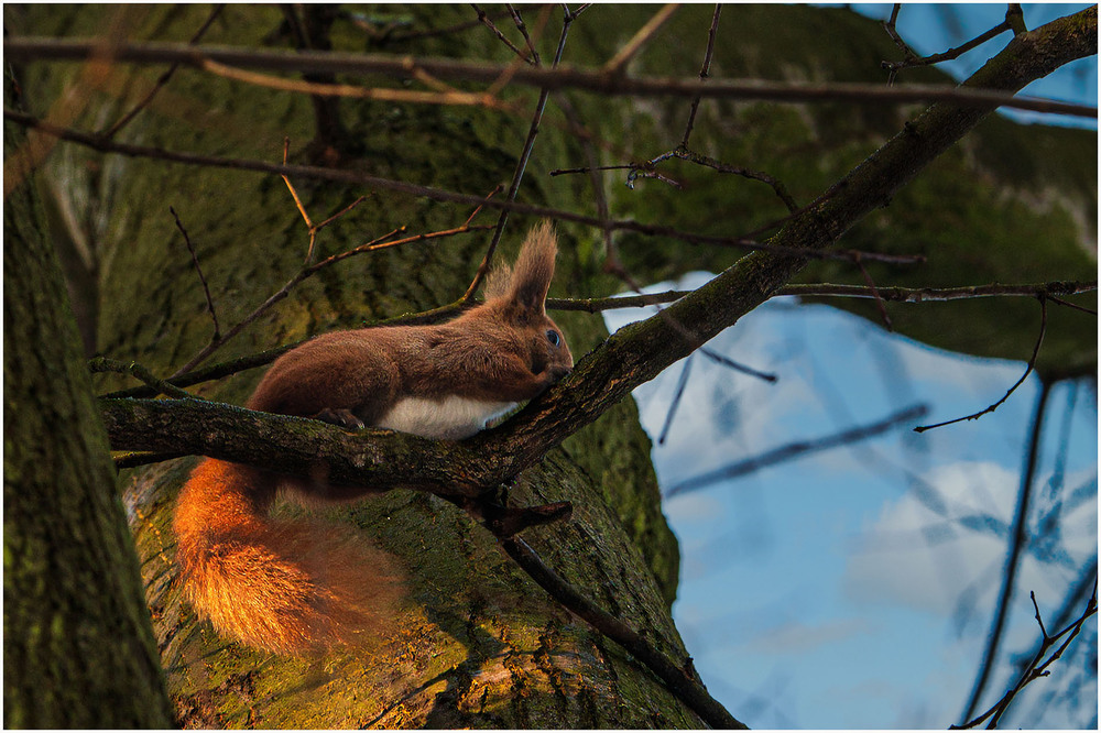 Фотографія Животные / Олександр Білоцерківський / photographers.ua