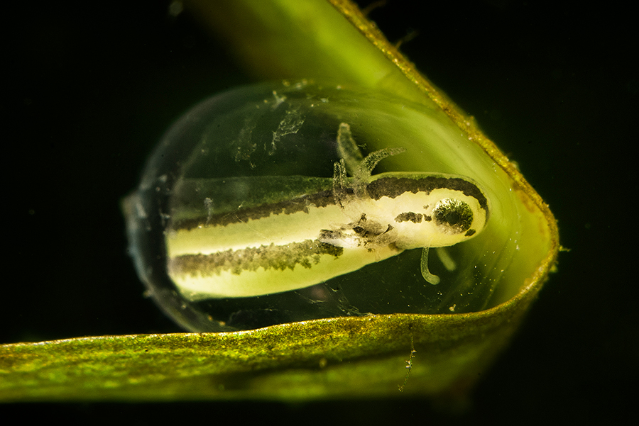 Фотографія Triturus cristatus / Твердохлеб Александр / photographers.ua