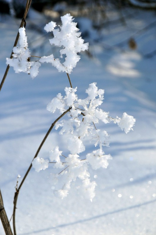 Фотографія Цветок зимы / Helge / photographers.ua